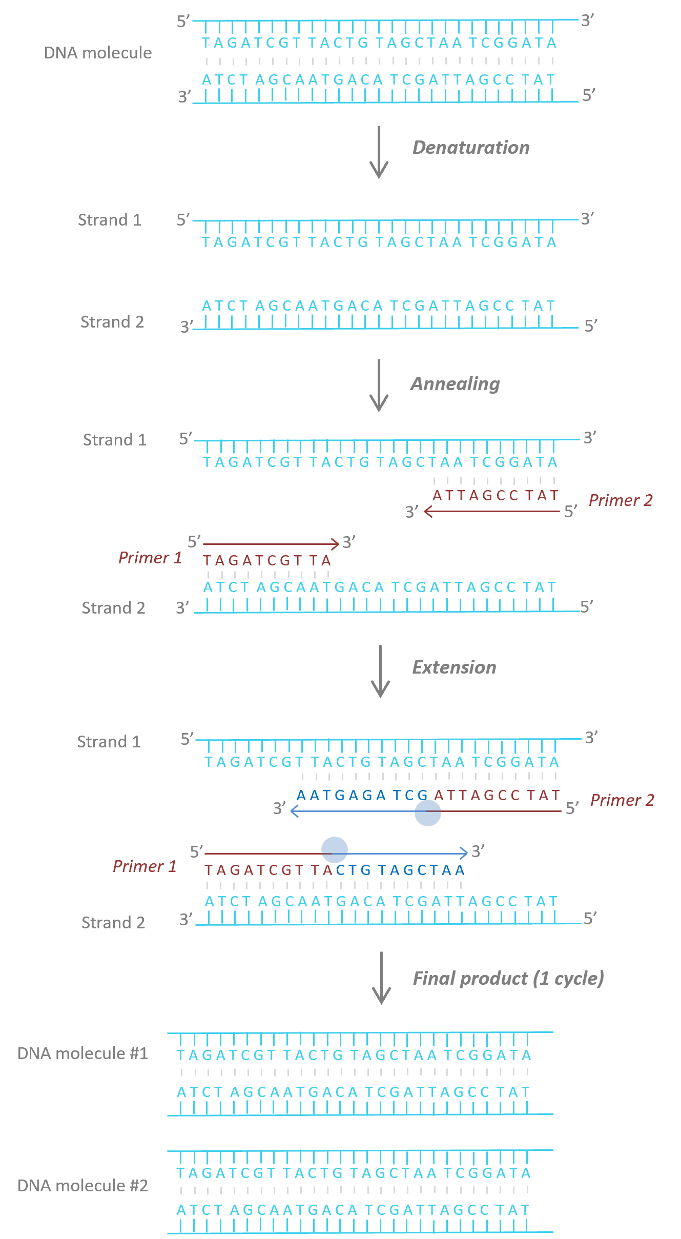 PCR phases.