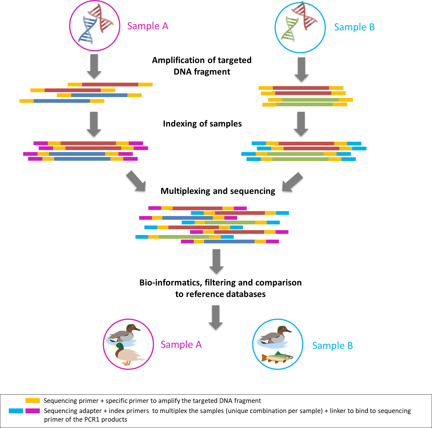 Two-step PCR workflow.