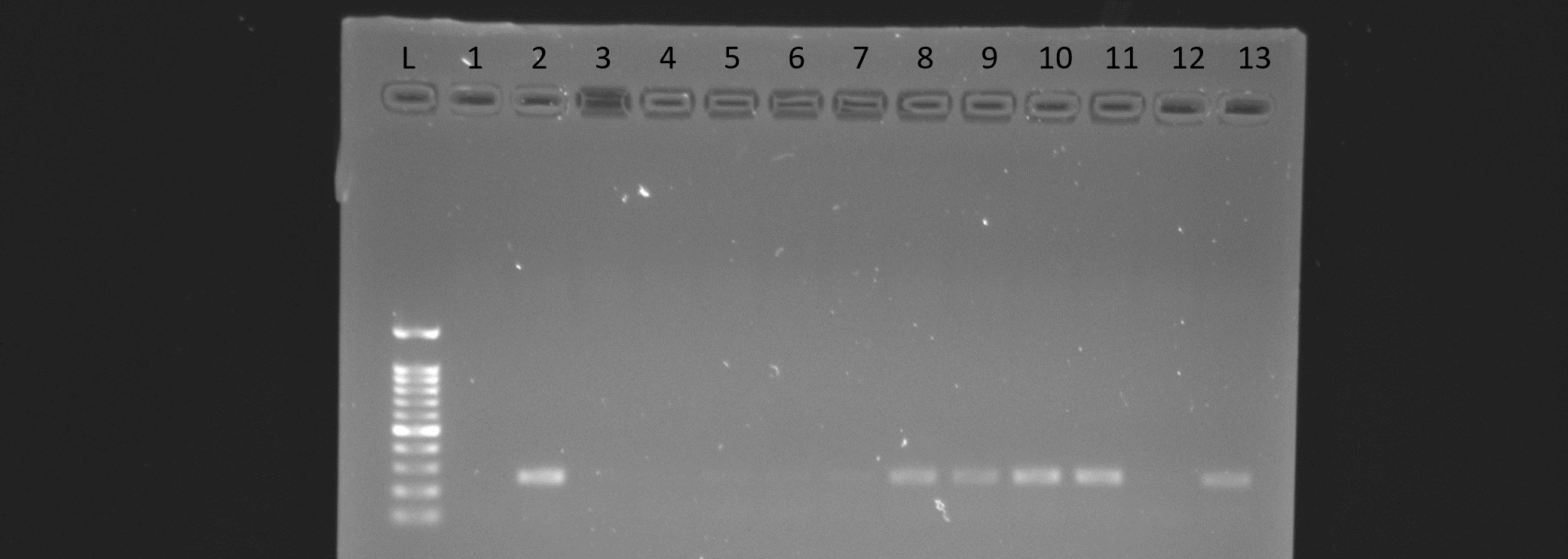 Photo of a 1% agarose gel.