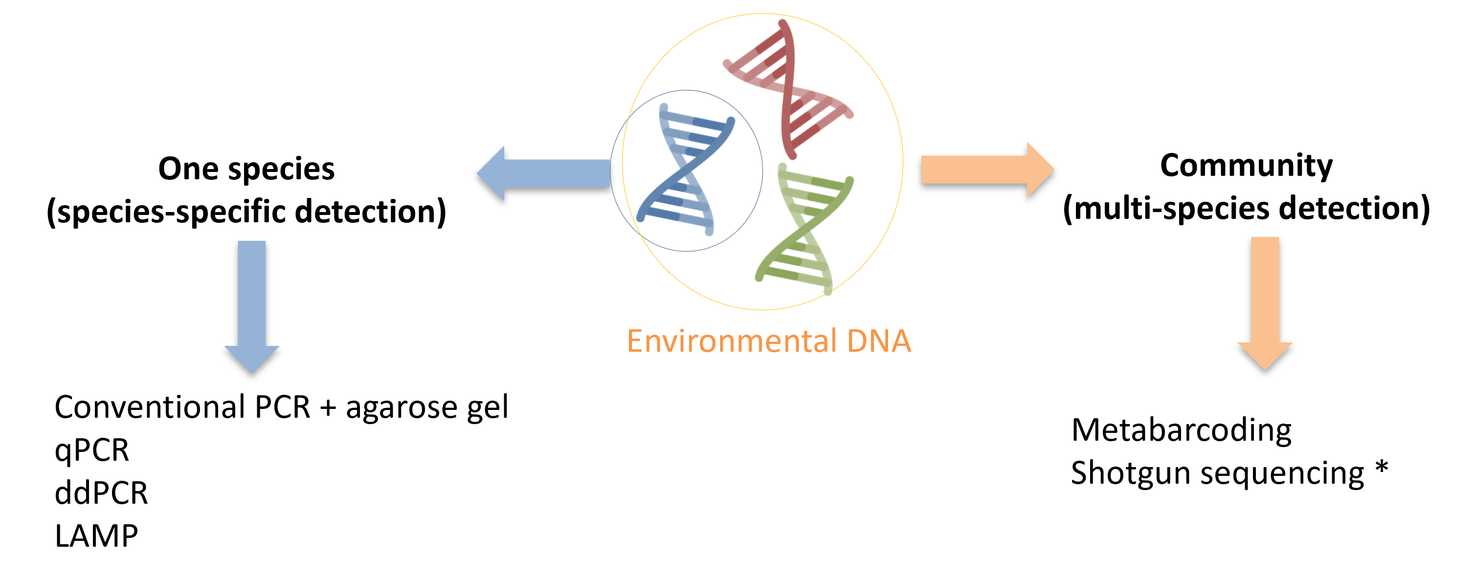 eDNA species-specific and multi-species approach.