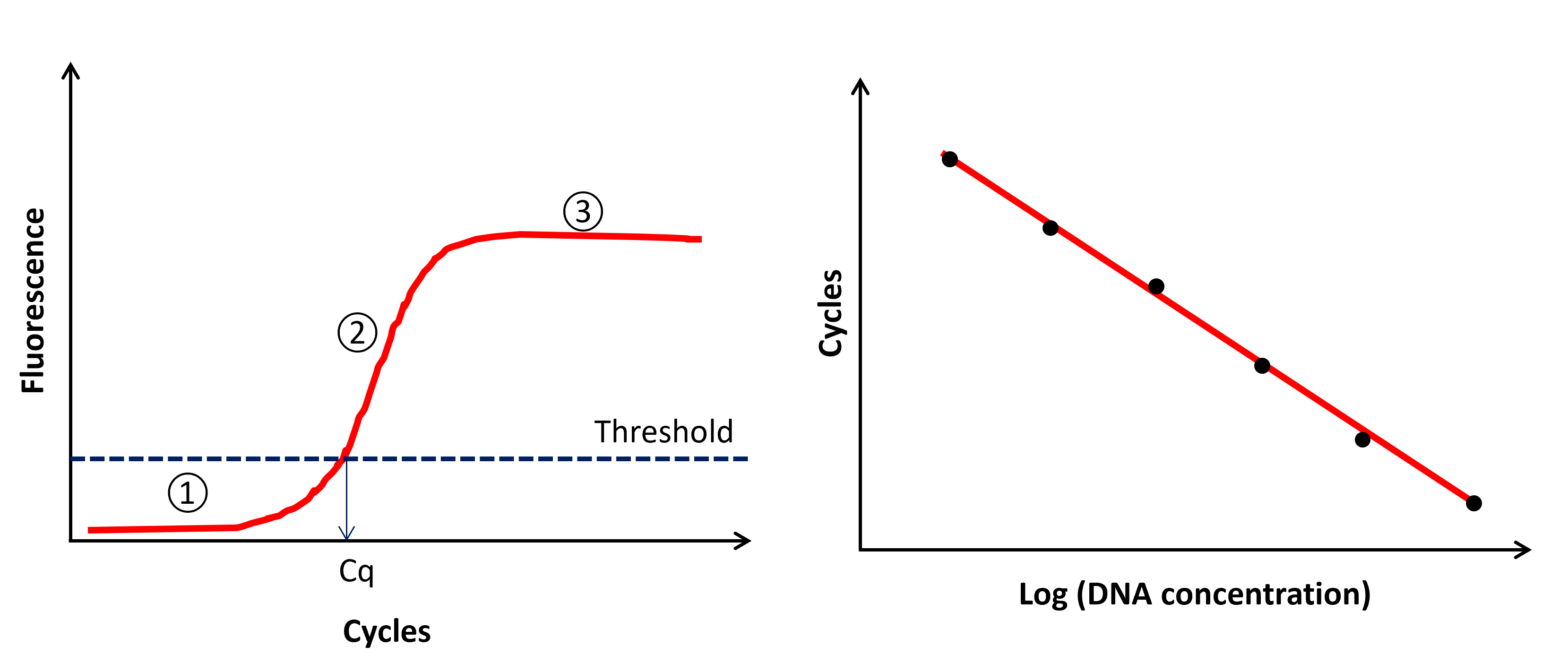 Fluorescence emission across cycles and standard curve results.